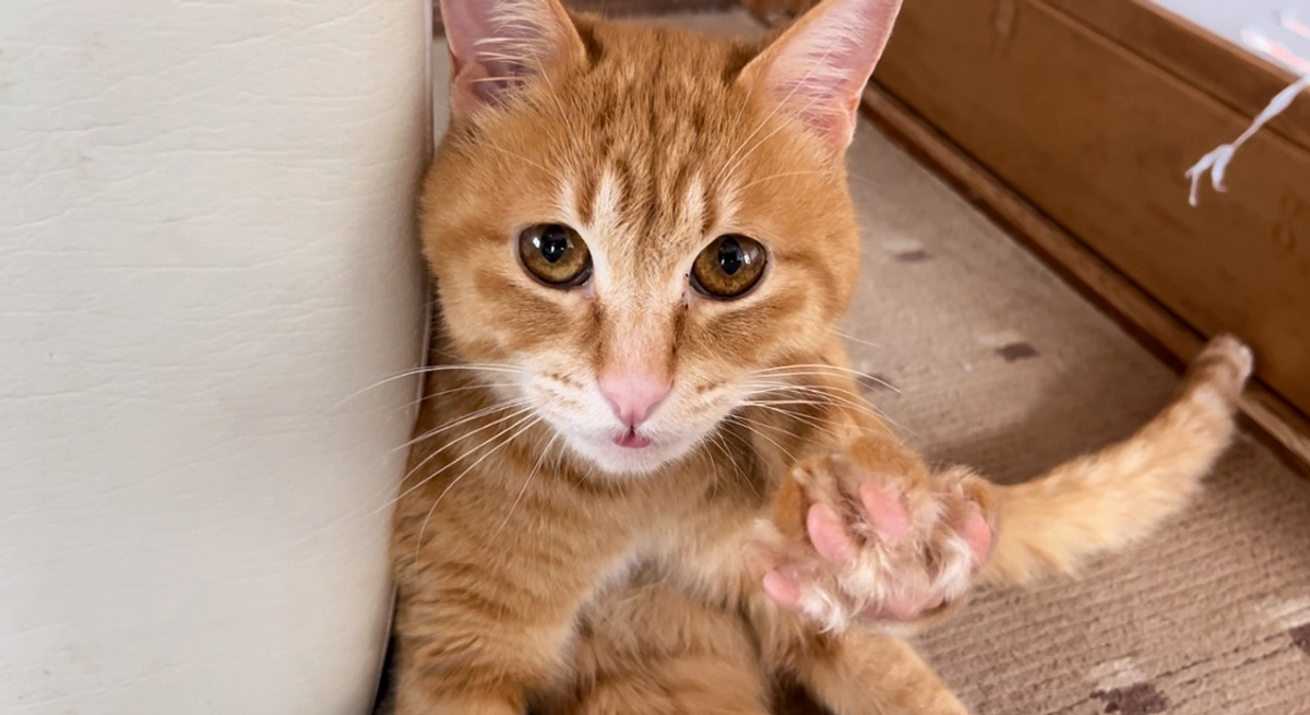 ご支援のお礼とご報告