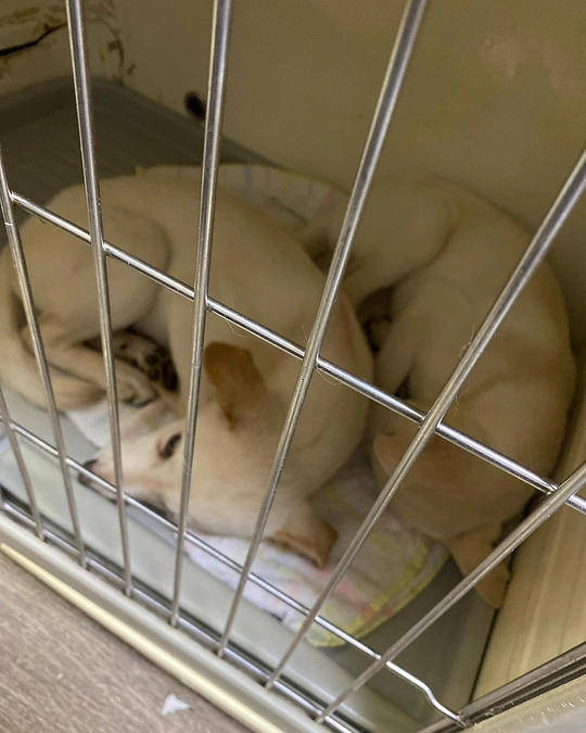 4匹を連れて……