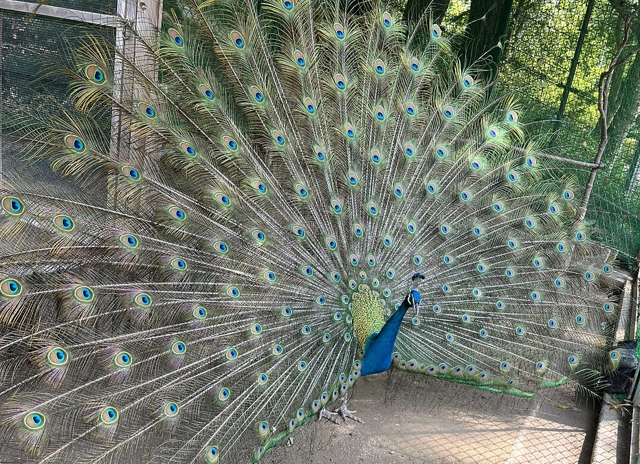 【活動報告㉑】見ごろを迎えています！！