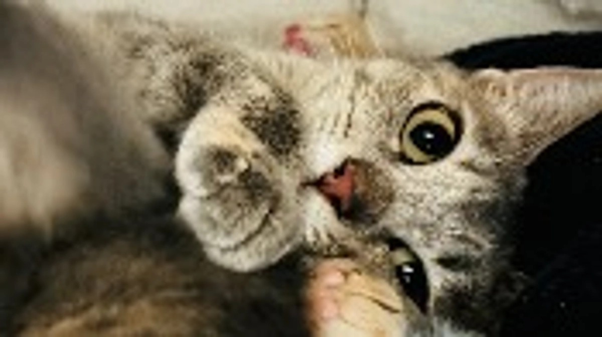 今一度私の気持ちを知ってください