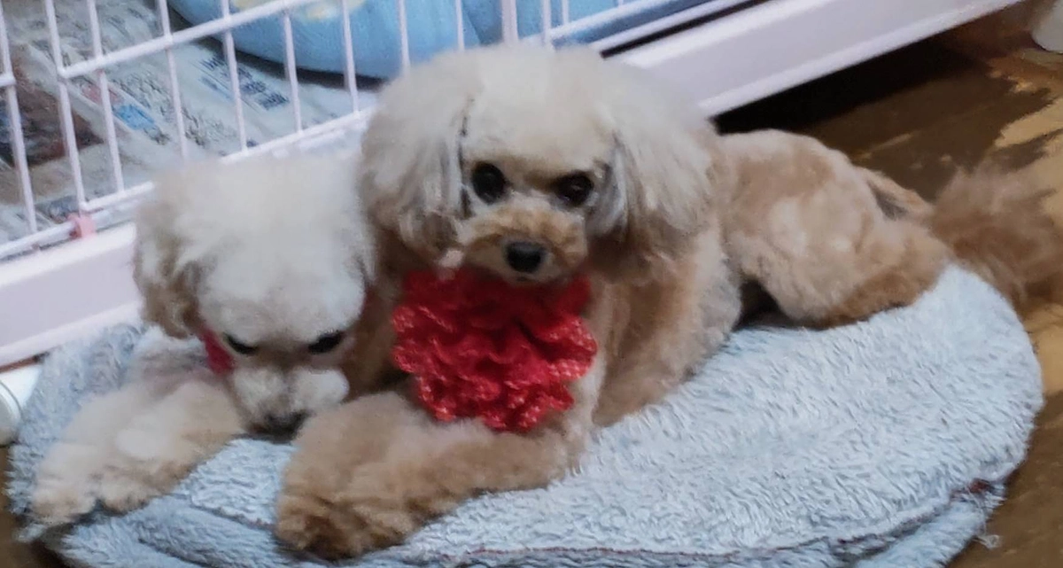 残り２週間を切りました！