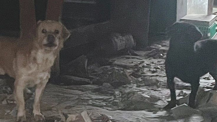 劣悪な環境にいた犬達の手助けを！