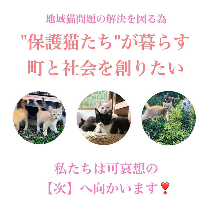 本日猫山プロジェクトSTART致しました❣️