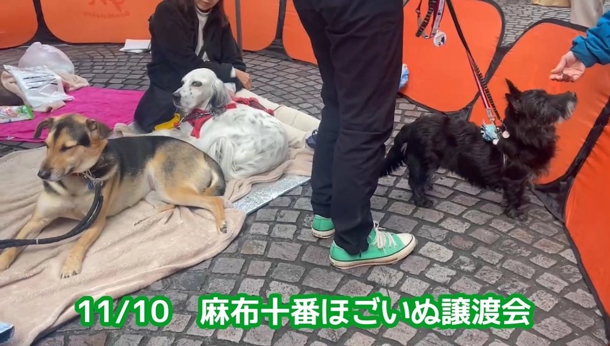 麻布十番の譲渡会へ参加させていただきました！🐾