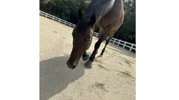 引退競走馬を次のキャリアへ繋げたい! 5枚目