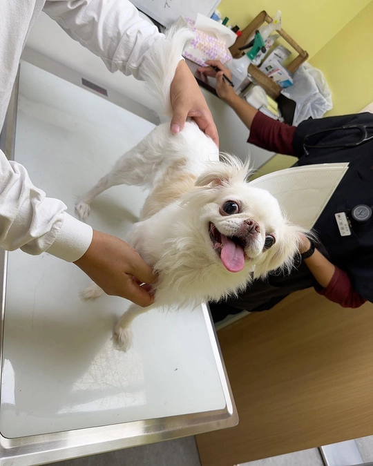 今日は定期検診に行ってきました🐶