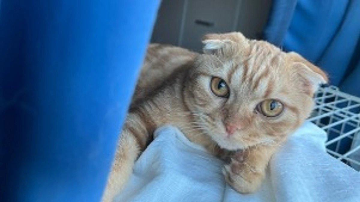 FIP経過観察17日目