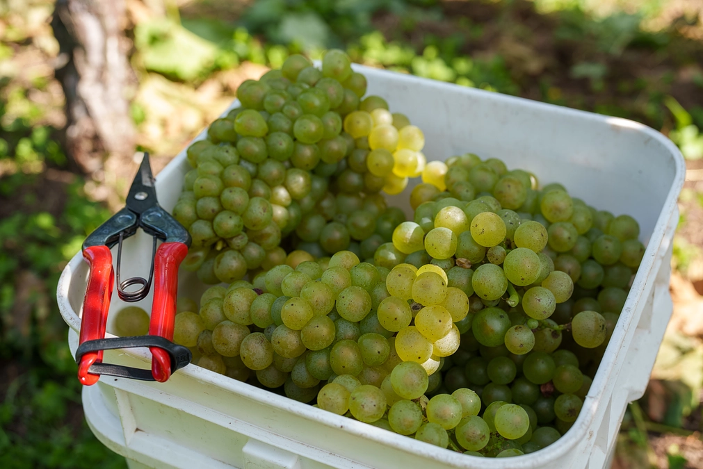 【残り７日】となりました。