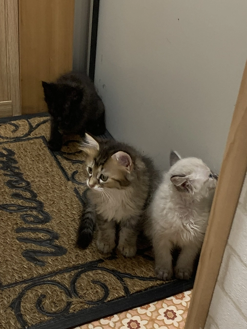 保護依頼は減らず…