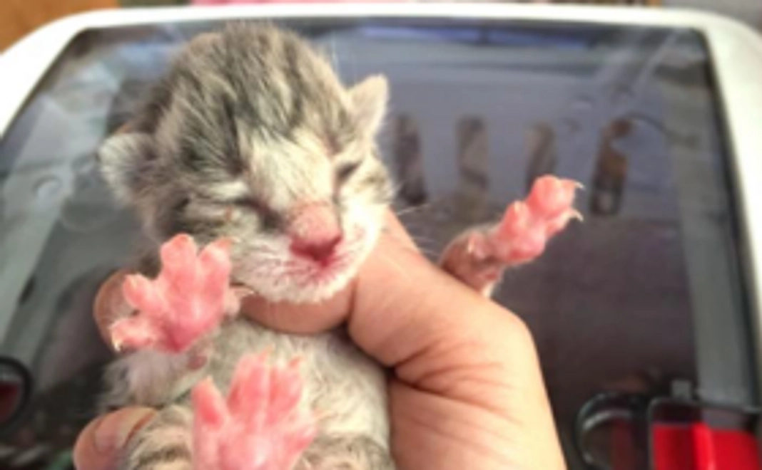 【猫のいのちを守る】サンクスボードに感謝を込めて