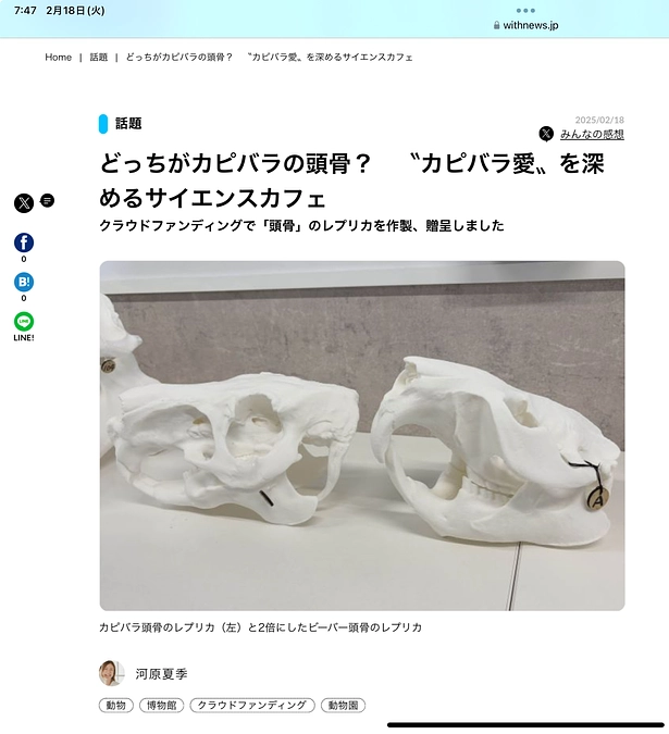 記事になりました！withnews「どっちがカピバラの頭骨？　〝カピバラ愛〟を深めるサイエンスカフェ