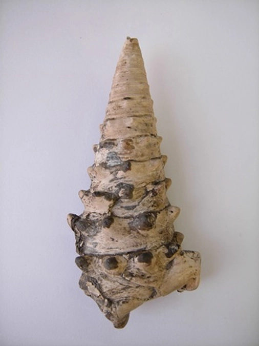 骨じゃないよ４