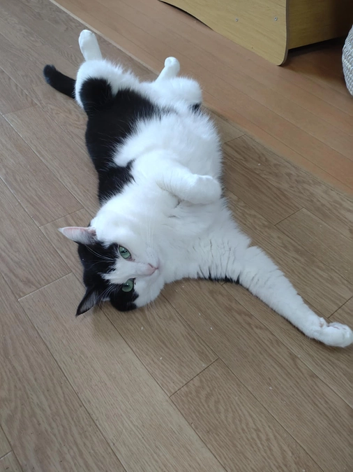 福ちゃんのトライアルが決まりました！