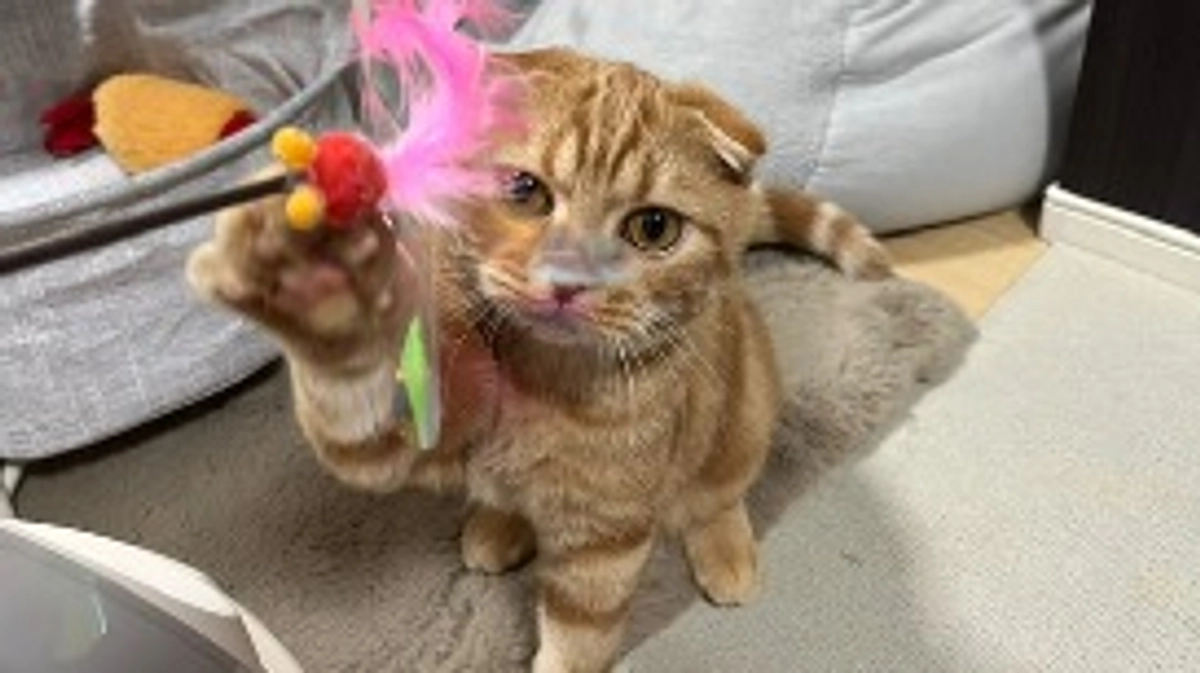 FIP経過観察23日