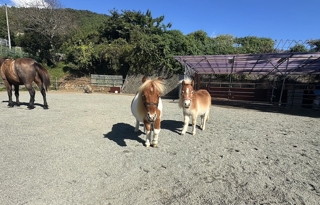 健全な馬社会を実現するためにも、この挑戦を成功させたい