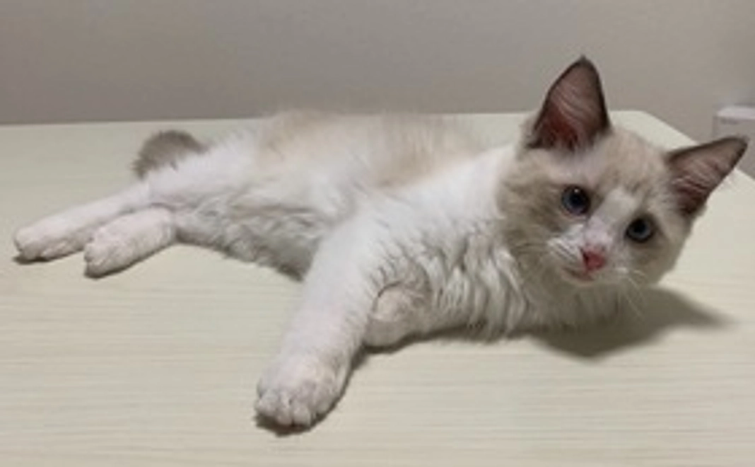 メッセージ＋ステッカー＋写真3枚