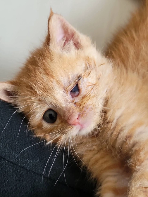 その後の子猫について