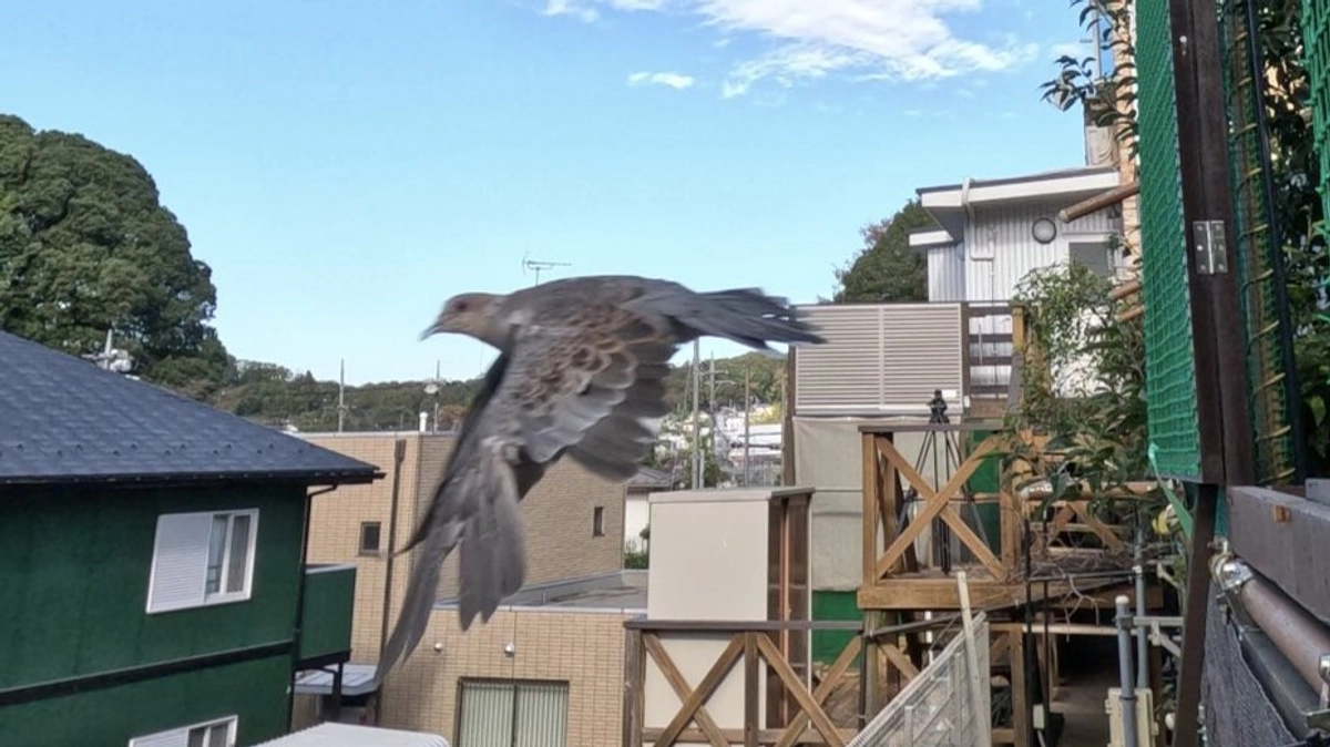 【リリース情報】ネコに追い回されていたキジバト 無事リリース