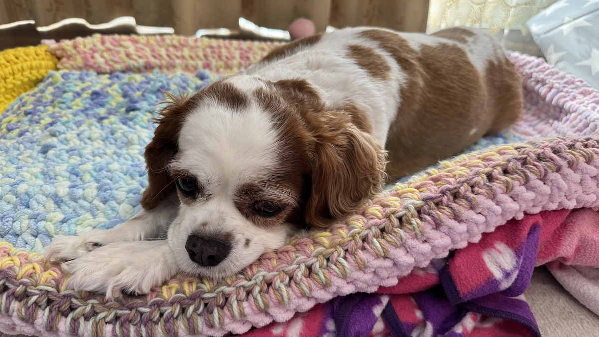 代理支援について【12日目】