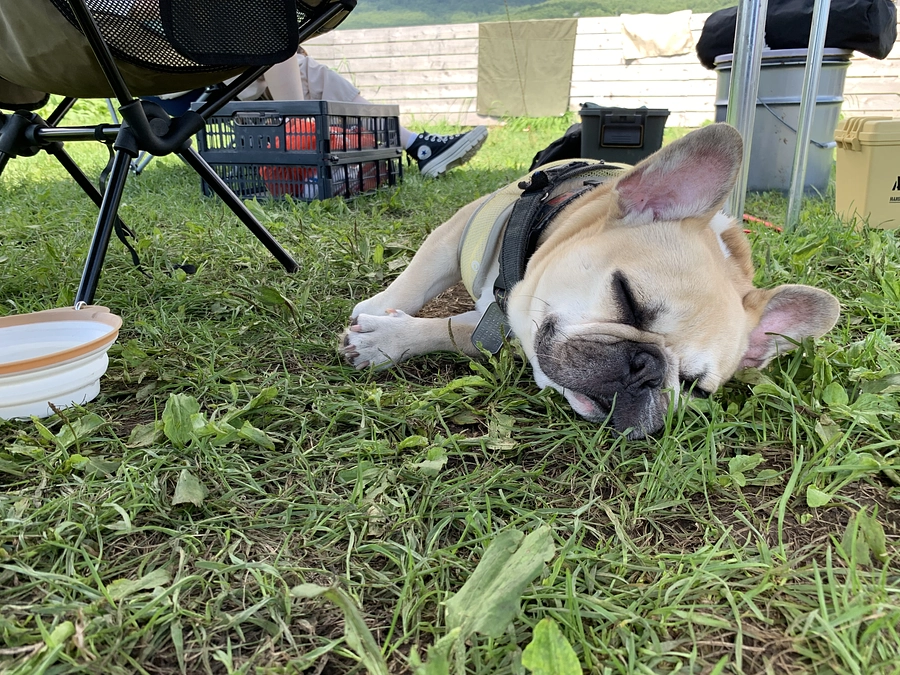 ちくわ🐶のその後の経過報告　1年後