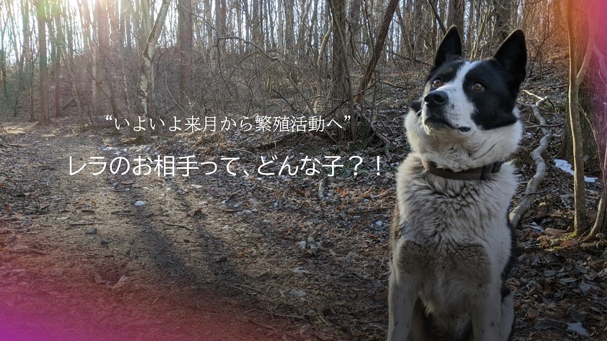 来月から繁殖スタート！　レラのお相手ってどんな犬！？