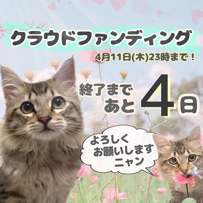 ご支援への感謝と、投薬再開６日目のちゃむの様子