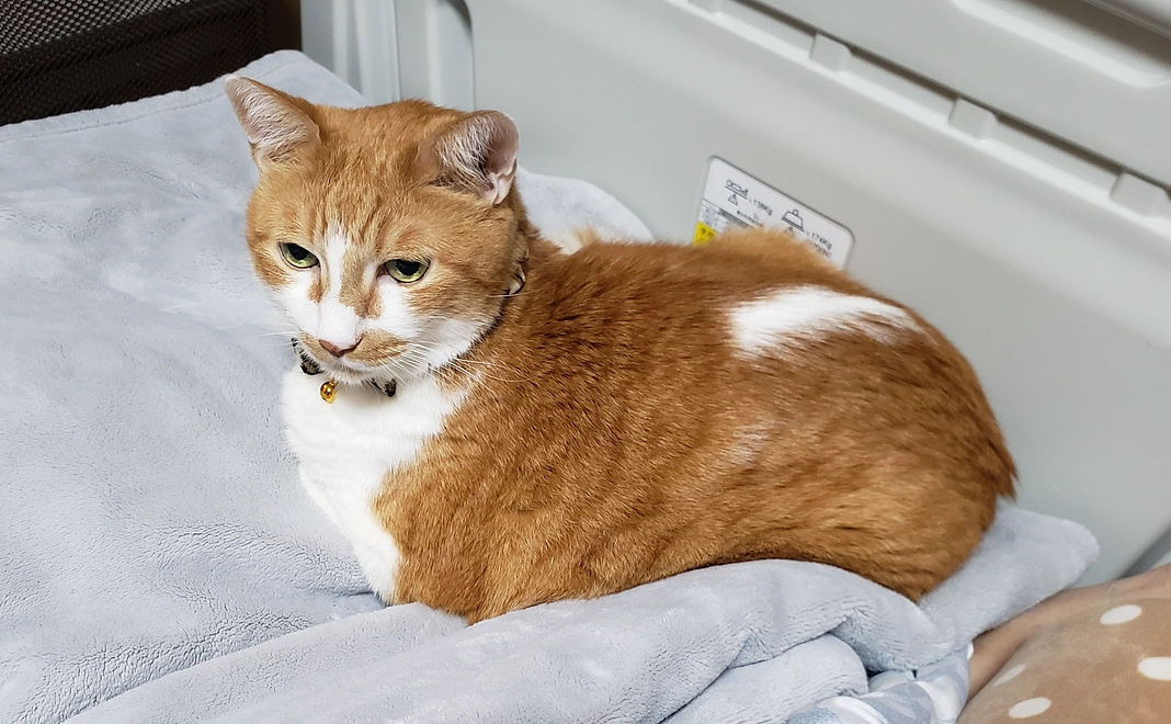 ご支援よろしくお願い致します。いっちゃん　応援1　