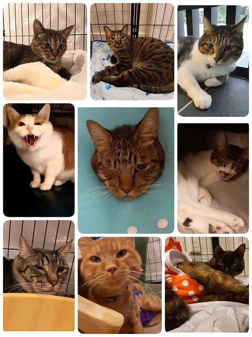 手術、投薬、経過観察等たくさんのご報告です。