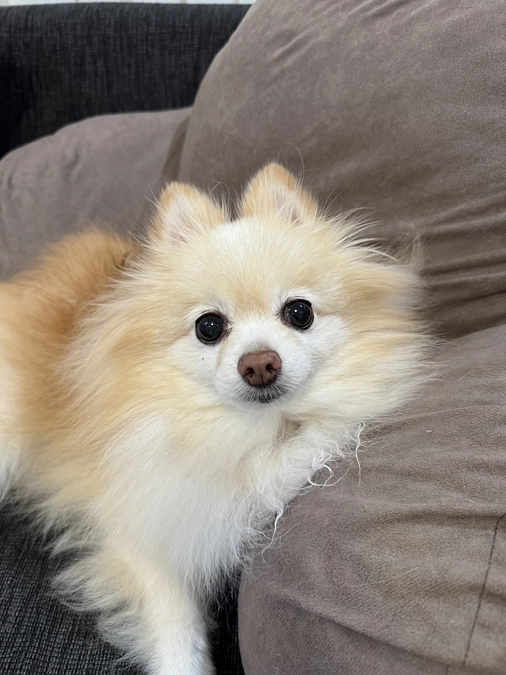 本日のちゅらです