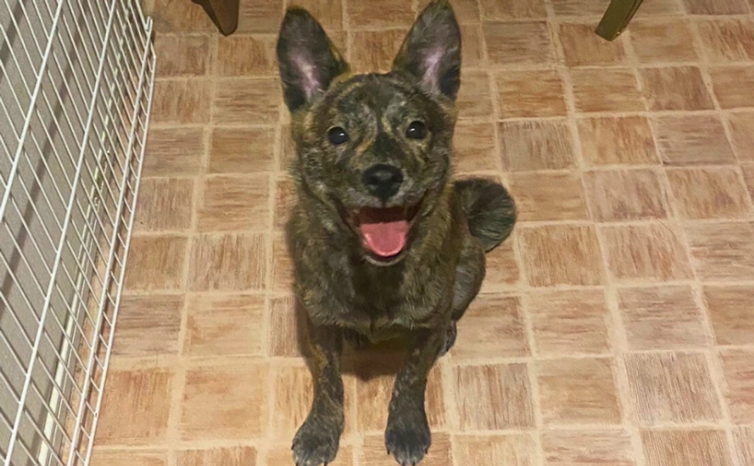 1万円｜新シェルター修繕応援コース