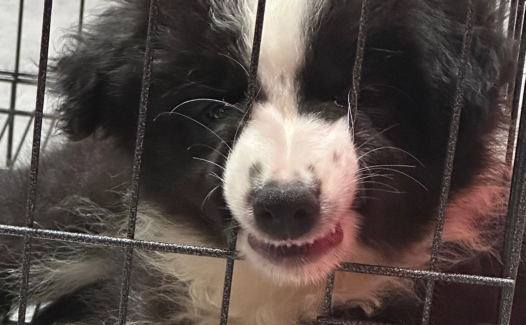 リターンなし支援1000円