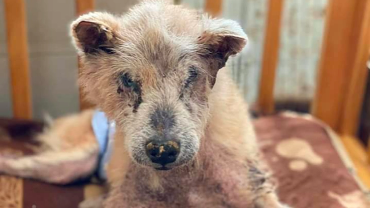 保護犬が快適に過ごせる、陽の光がたっぷりそそぐシェルターに。