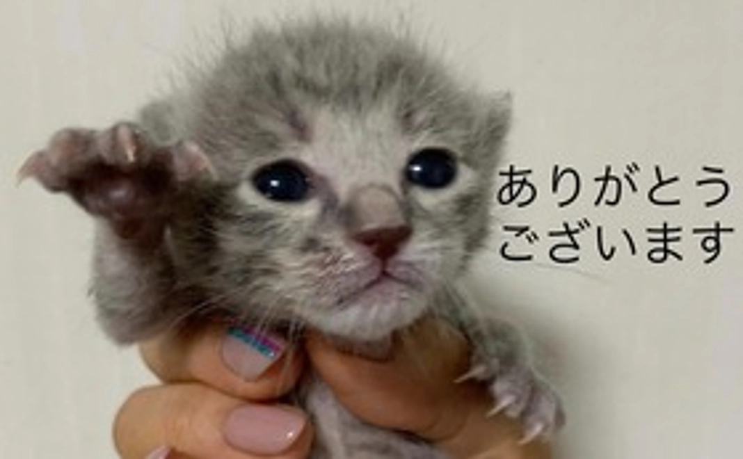 継続支援 毎月2000円寄付