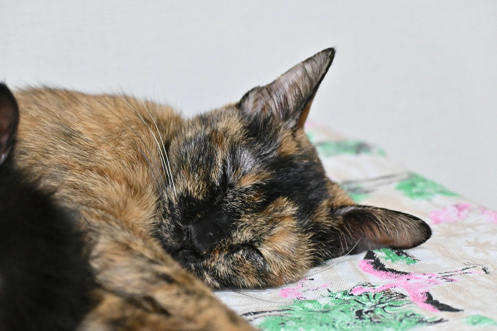 保護猫たち、2号店で新生活スタート！