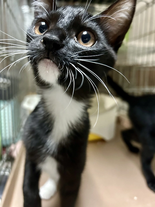 『物』から【猫】になれましたー❣️