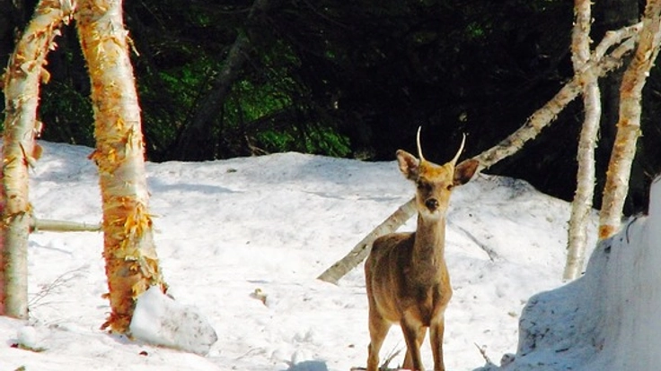 尾瀬で駆除されるだけの鹿の命を活かす！鹿革を使った商品造り！