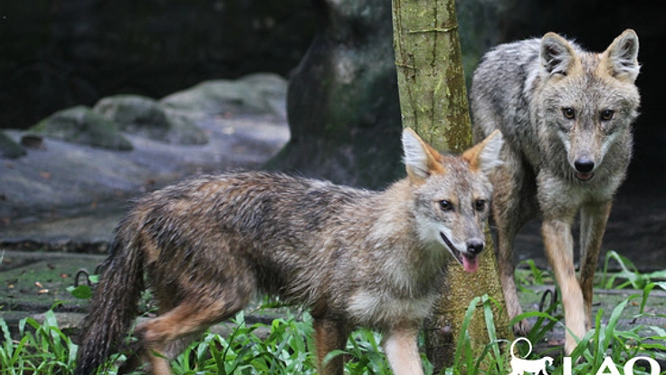 ラオスの動物園のジャッカル2頭が自由に暮らせる空間を森に！