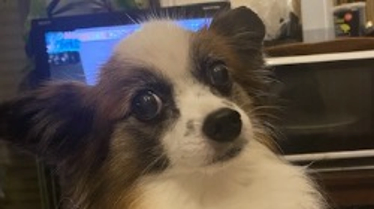 ⸜🌷︎⸝‍代理支援を反映させて頂きました⸜🌷︎⸝‍