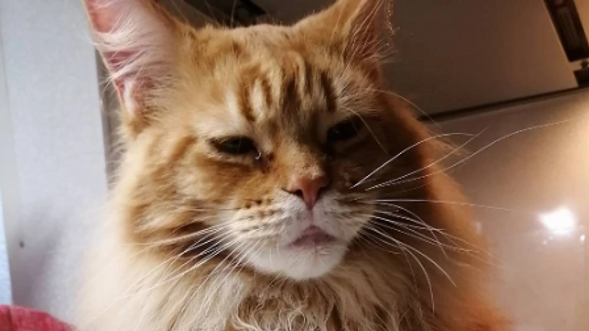 クラファン残り3日です