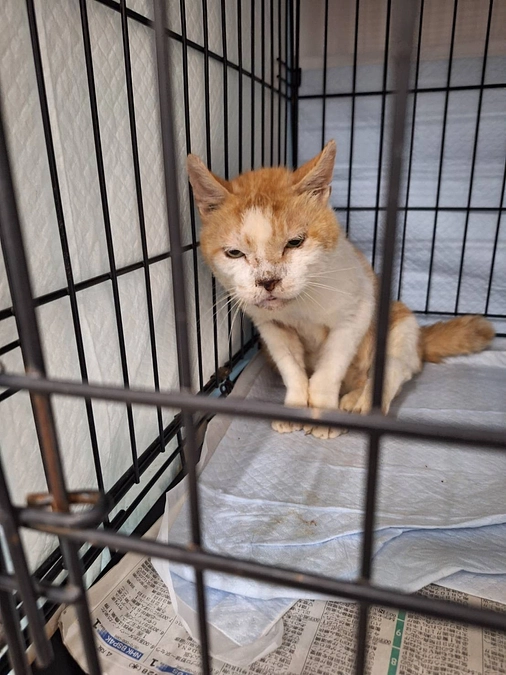 猫ちゃんのお写真にお名前掲載&SNSでご紹介の受付のお知らせ＆猫の近況