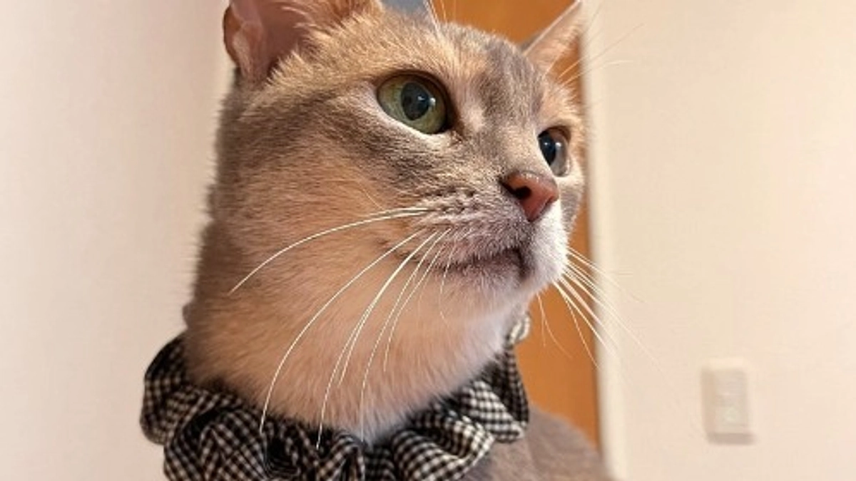 【残り1週間！ラストスパートです！】あびちゃん、5年目の幸せ通信🎵