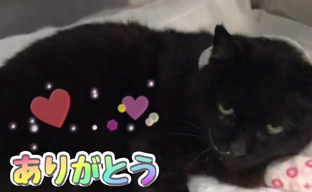 きなこへのご支援ありがとうございます①