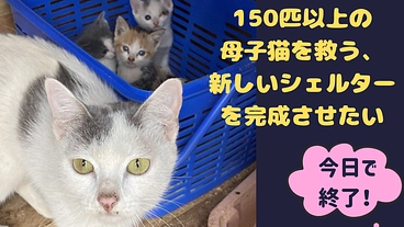 150匹以上の母子猫を救う、新しいシェルターを完成させたい のトップ画像