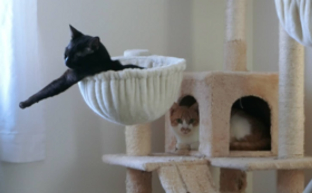 【お気持ちコース】