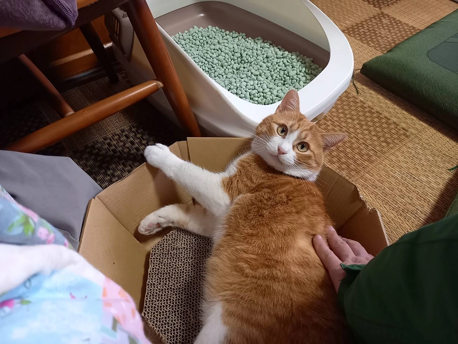 エサをやるなら．．．