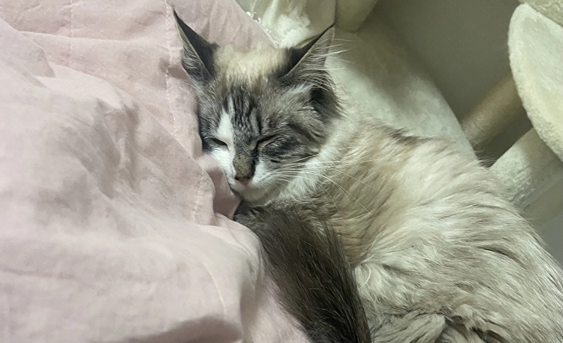 ③FIP発覚まで　～FIP治療病院探し～