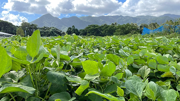 鹿児島の地小豆を復活させて、地元農業とスイーツを盛り上げたい！ 4枚目