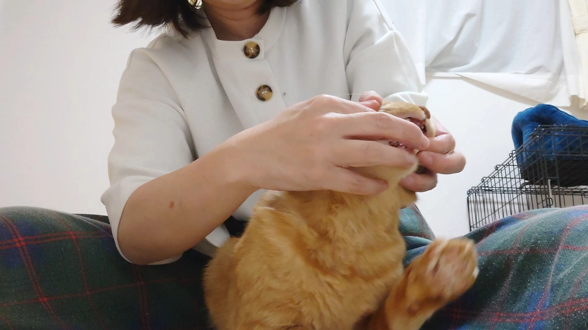 🐈ヨッちゃん薬の分別が出来るいらん特技を身に付ける～投薬時は毎回ヨッちゃんとケンカになる編～🐈