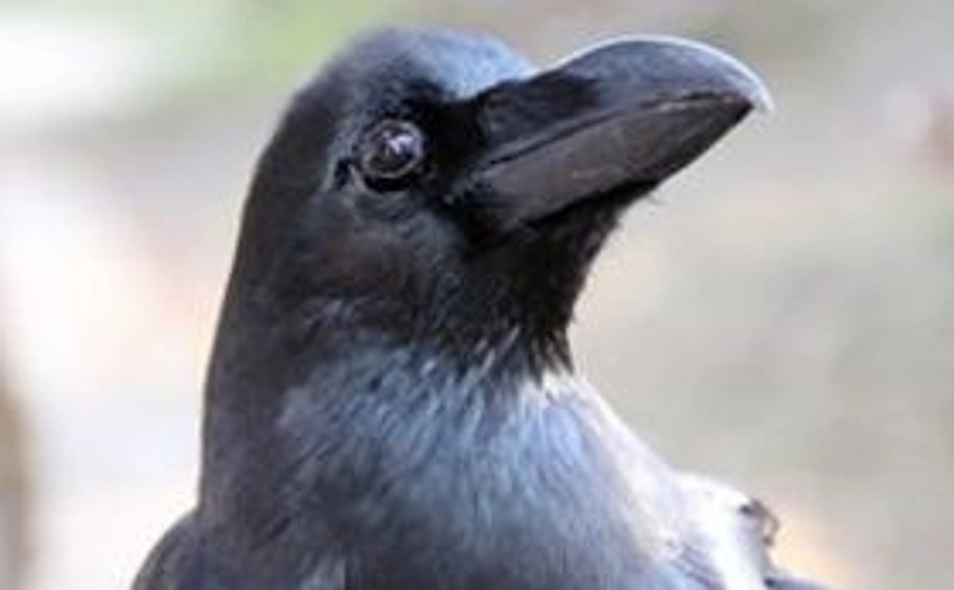 【カラス初心者のあなたに】