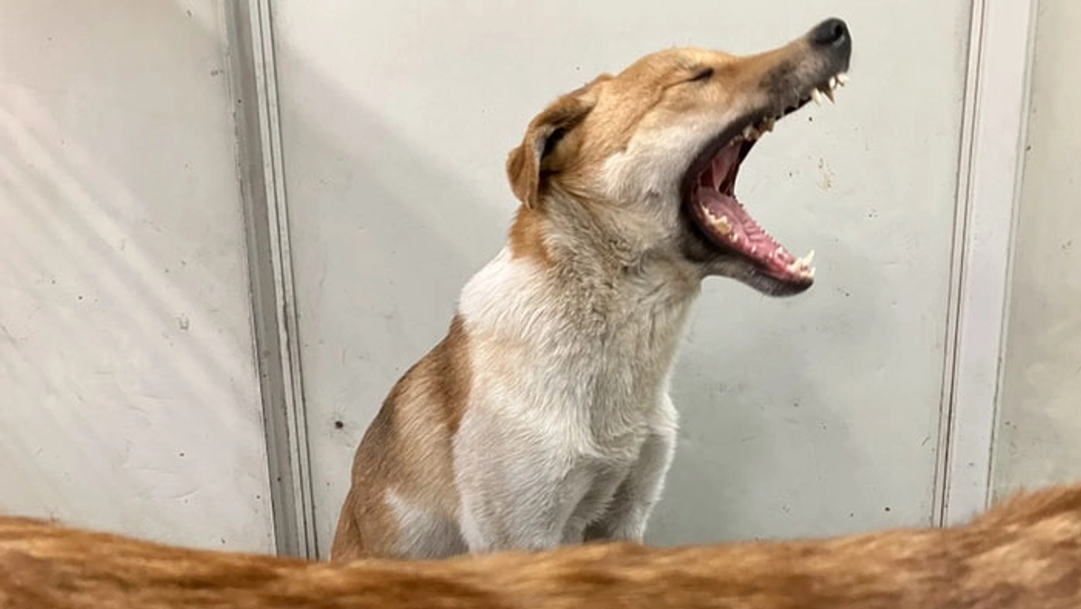 大きい犬にモテる部屋。